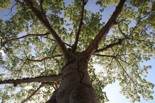 Árbol de Ceiba 