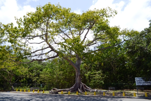 Parque Ecológico Ceiba Pentandra