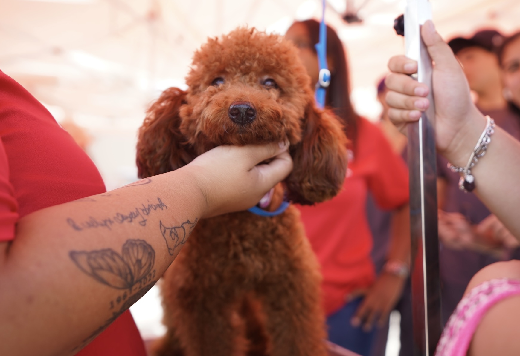 Vacunación a bajo costo para perros y gatos en Vega Baja este domingo